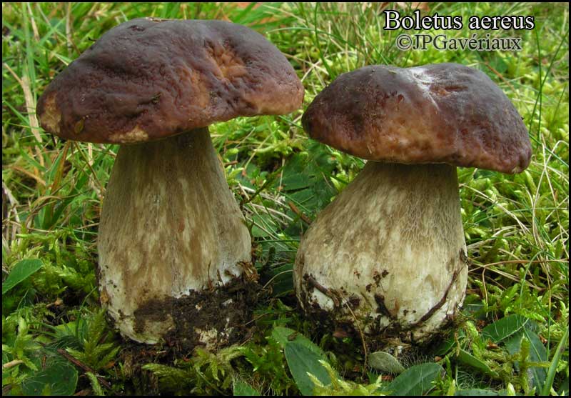 Boletus Aereus