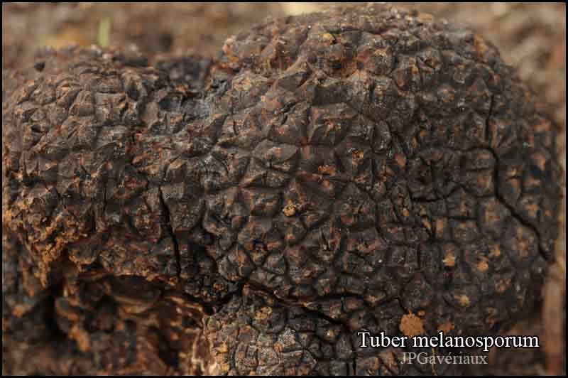 Tuber_melanosporum_01.jpg