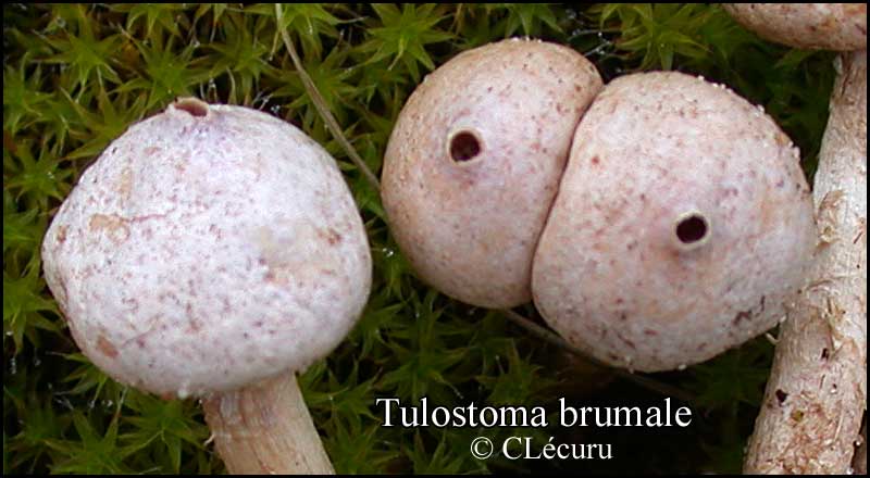 Tulostoma_brumale_CL_02.jpg