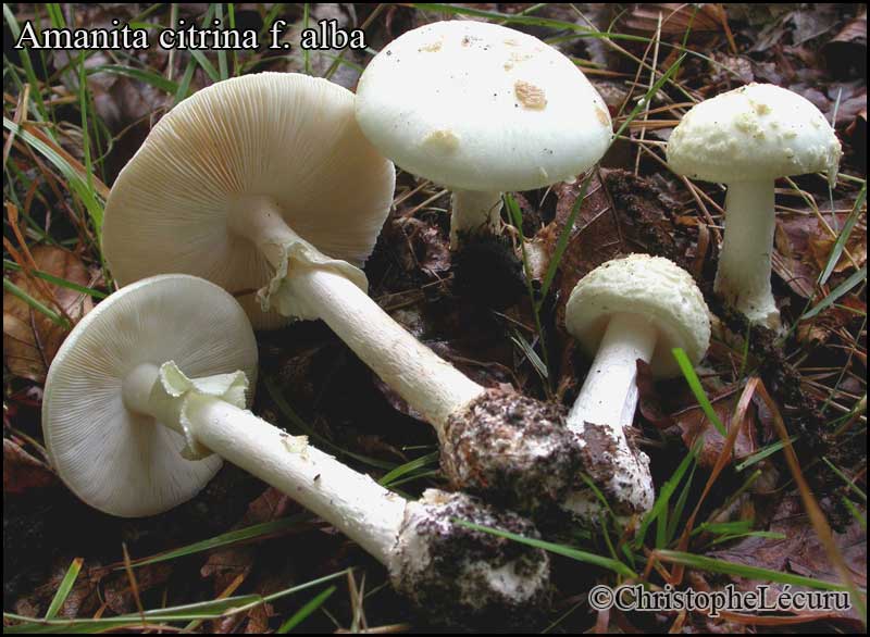 Amanita_citrina_alba