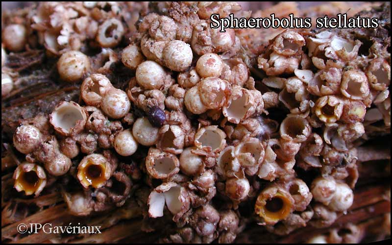 Sphaerobolus_stellatus