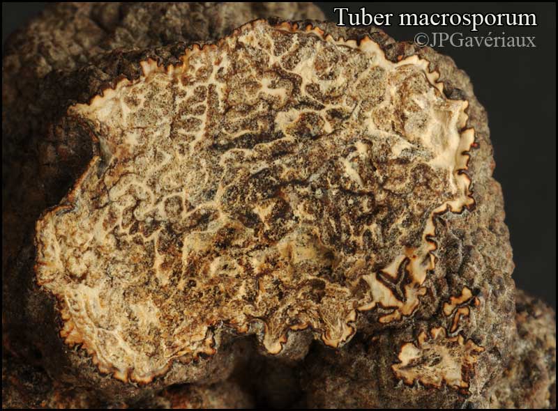 Tuber macrosporum 03