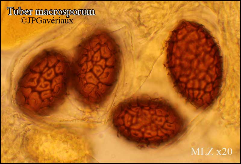 Tuber_macrosporum_05.jpg